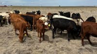 Screwworm cases rise; infested zone expanded in Texas