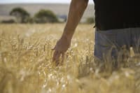 USDA Funds Domestic Fertilizer Expansion Amid Supply Concerns