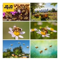 Tacoma Pushes Bee City Effort To Protect Pollinators