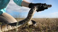 Florida Python Challenge launches in Everglades this July