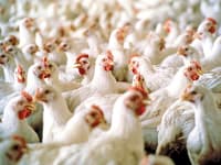 Oklahoma, Poultry Firms Reach Multimillion-Dollar Illinois River Settlement