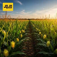 Iowa Corn Silking Surges After Hot, Dry Week