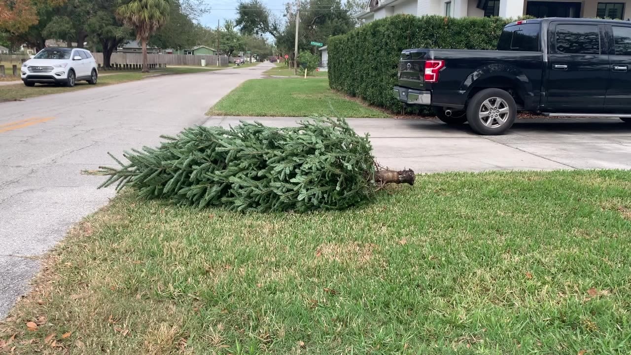 U.S. Cities Expand Free Christmas Tree Recycling Programs