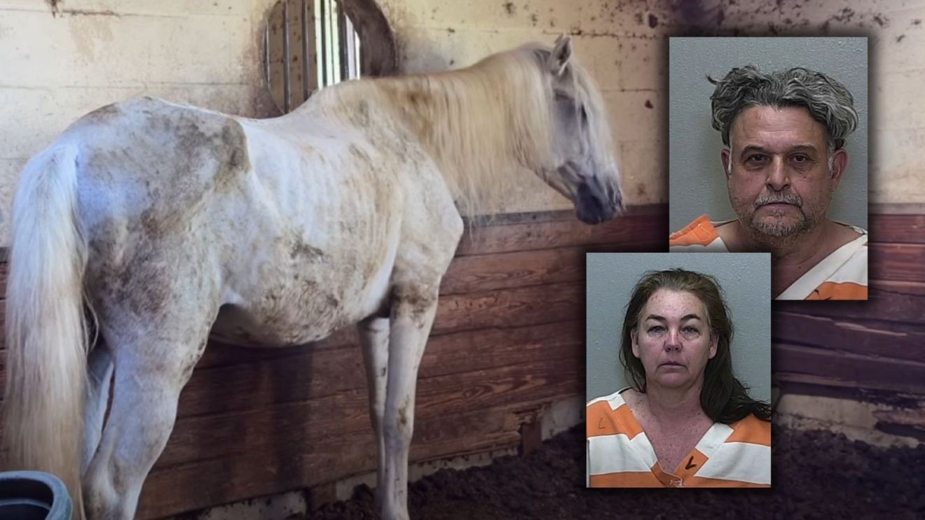 إهمال الخيول في فلوريدا: اتهامات ضد مالكي مزرعة إنقاذ