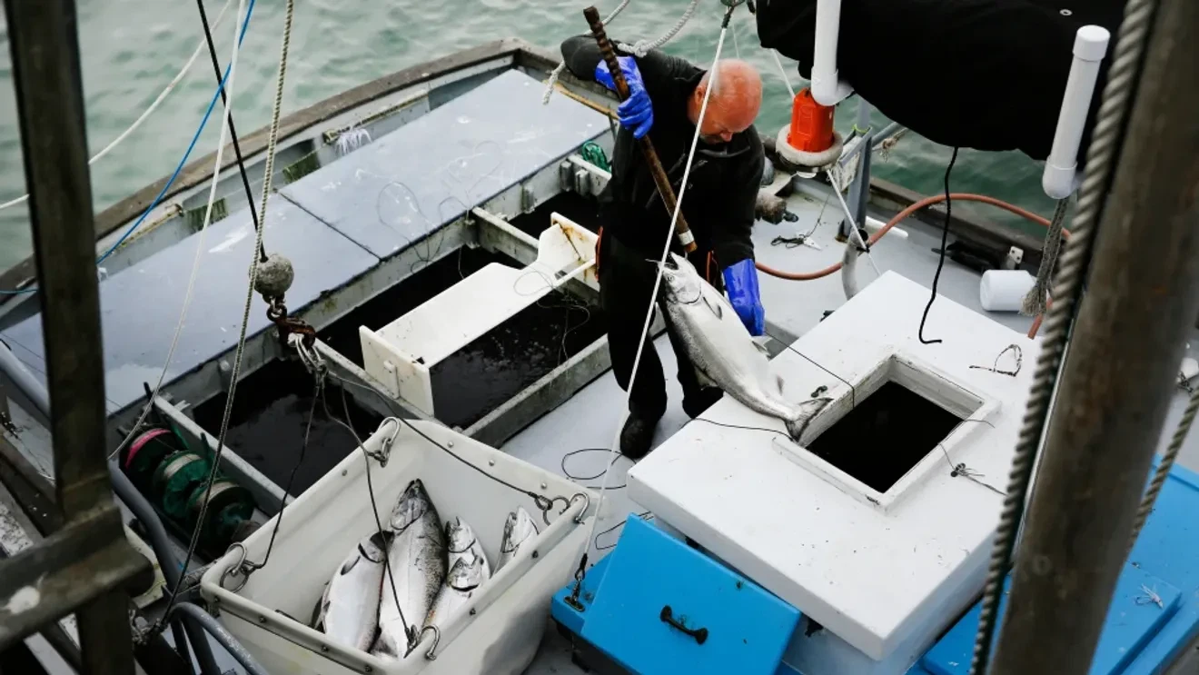 联邦渔业官员投票决定重新开放加州三文鱼捕捞