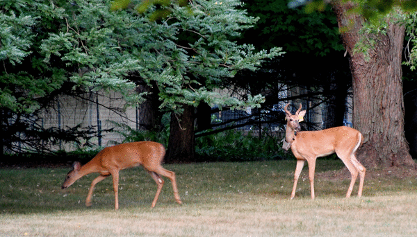 Michigan adopts one-buck rule; Louisiana adjusts baiting zones