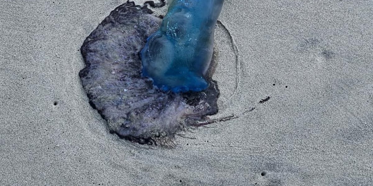 默特尔海滩警方警告：有毒海洋生物冲上海滩，呼吁游客提高警惕