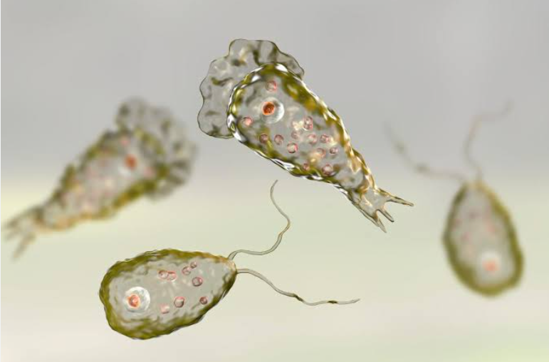 Louisiana resident contracts brain-eating amoeba. Here's what you need to know