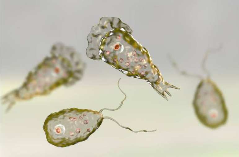 Louisiana resident contracts brain-eating amoeba. Here's what you need to know