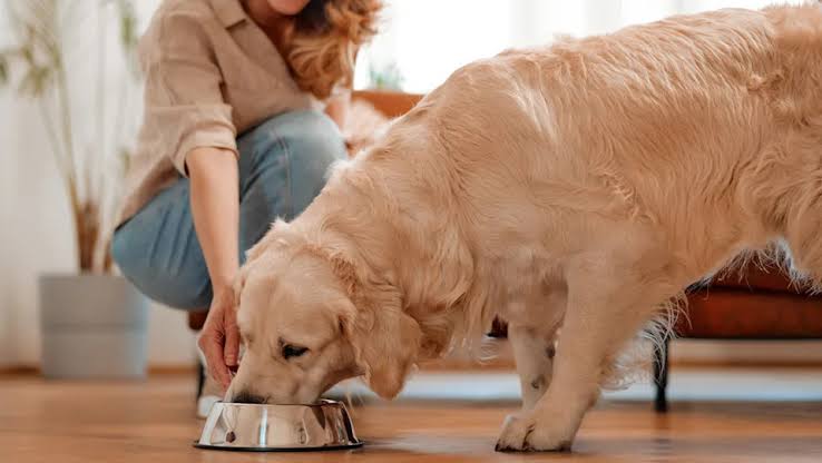 Nourriture pour chiens rappelée aux États-Unis et au Canada après des plaintes de contamination par des métaux