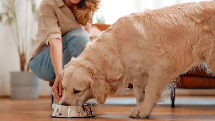 Retiran comida para perros en EE. UU. y Canadá tras quejas de contaminación por metales