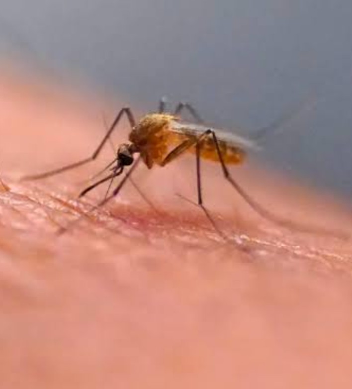 La Floride signale les premiers cas de dengue acquis localement dans plusieurs comtés