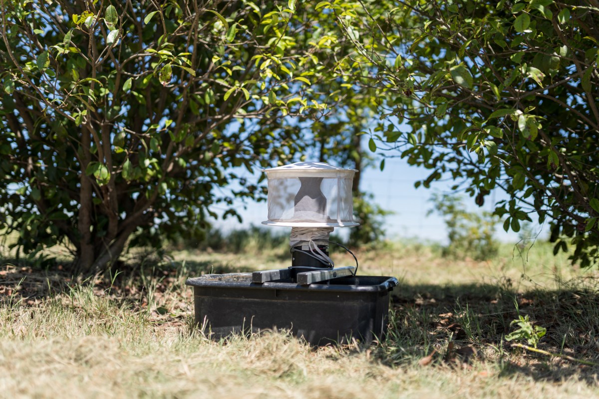 Arlington ordonne une pulvérisation terrestre d'urgence suite à des tests positifs de virus du Nil occidental