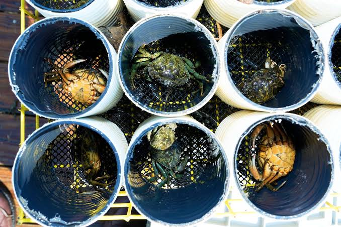 Invasive green crabs are bad for the environment so New Englanders are starting to eat more of them