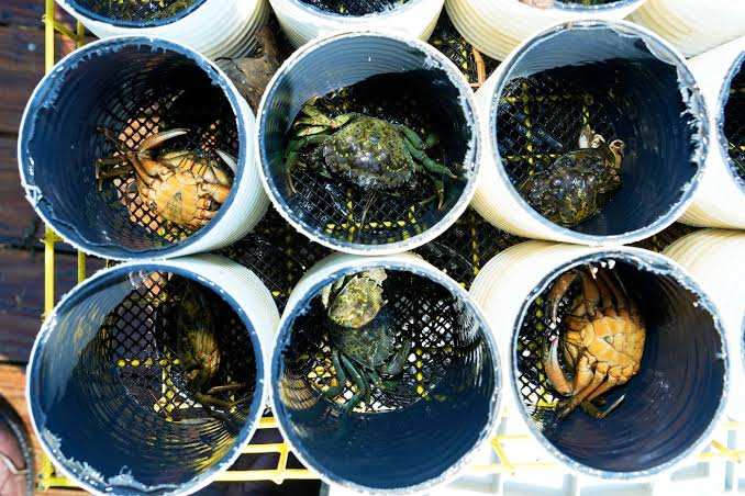 Les crabes verts envahissants sont mauvais pour l'environnement, alors les habitants de la Nouvelle-Angleterre commencent à en manger davantage