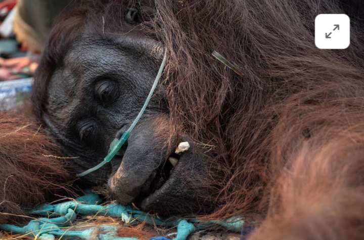 Orangután rescatado de zona de incendios en Borneo de Indonesia, lucha contra enfermedad respiratoria