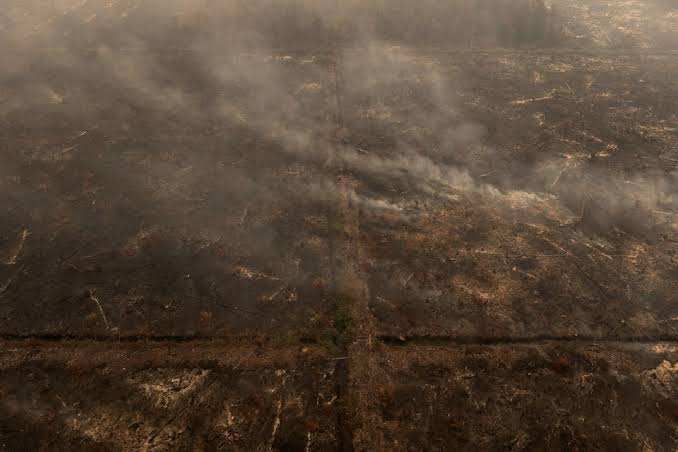 Explicación: ¿Qué tan graves son los incendios forestales de Indonesia?
