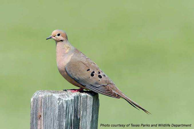 Pronóstico de la temporada de caza de palomas: Cifras récord saludan la histórica apertura en el sur de Texas