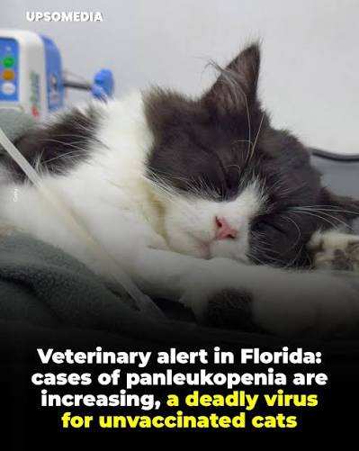 Un virus mortal se propaga entre los gatos en el sur de Florida. ¿Cuáles son las señales de advertencia?