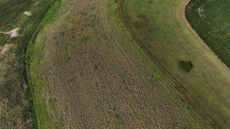 Farmers turn to perennial grains as one solution to extreme weather