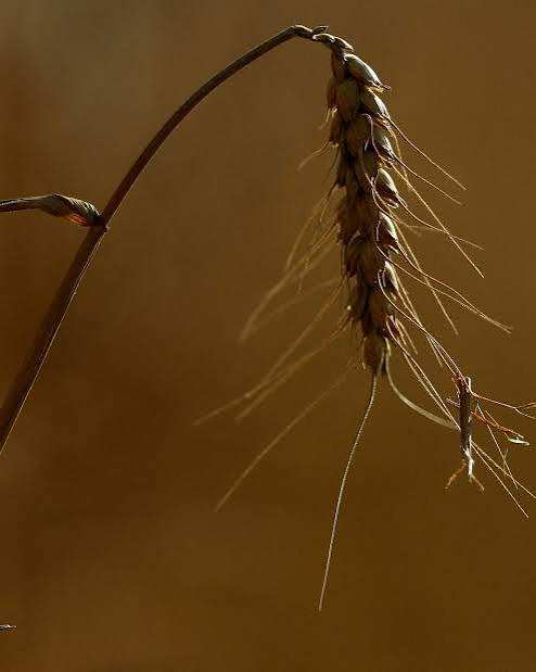Europe's crops mature earlier due to climate change, data shows