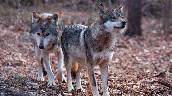 Trump Moves to Strip Gray Wolves of Endangered Species Protections