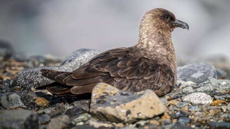 New Butterfly Virus Found in U.S. Wild Birds