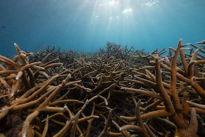 See How Much Corals Have Declined in Just 40 Years