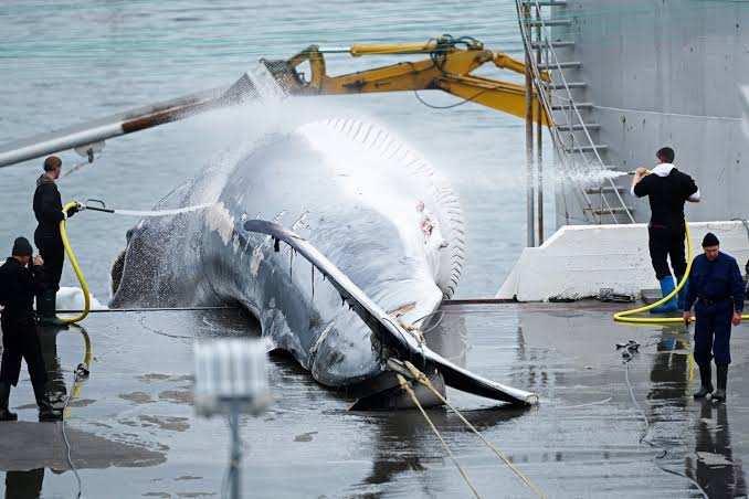 L'Islande propose une interdiction de la chasse à la baleine, laissant la Norvège et le Japon isolés