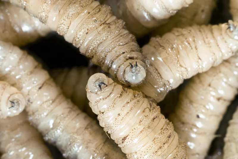 Flesh-Eating Parasite Makes Terrifying Comeback in U.S.