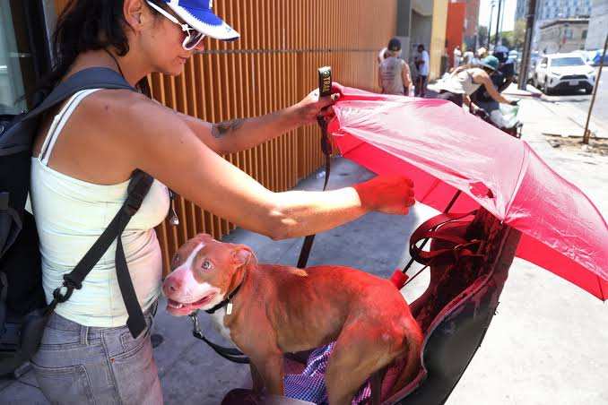 Some activists want dogs taken away from Skid Row homeless. The city says it’s complicated
