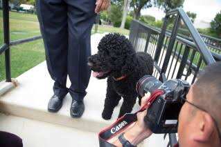 The Obamas’ family dog Sunny dies, the former president says