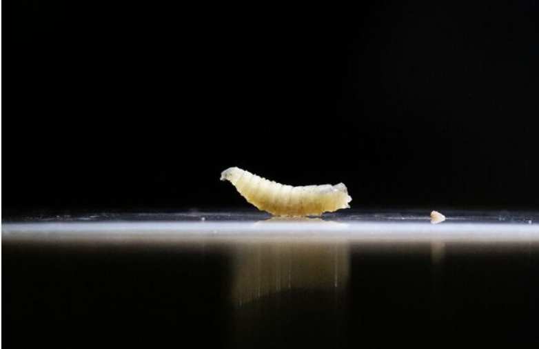 Screwworm Infests U.S. Horse Before Port Reopens to Mexican Livestock