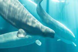 又一头白鲸在加拿大公园救援任务后在芝加哥水族馆死亡