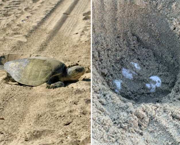 In historic first, tropical turtles spotted nesting on California beaches