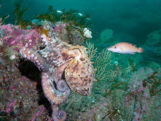 How Europe’s intensifying marine heatwaves threaten its fisheries