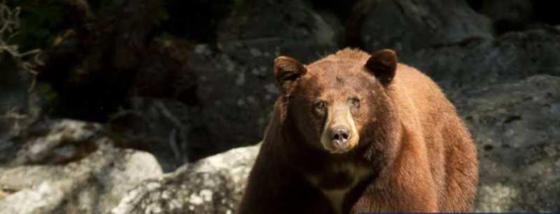 Dog dies trying to protect northern California couple from bear attack