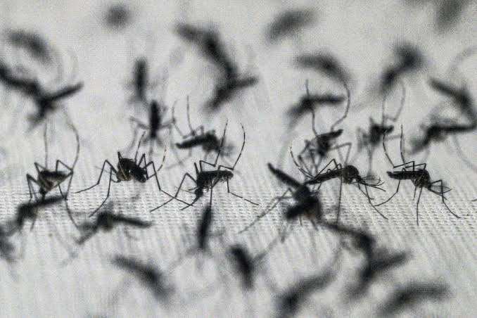 The latest ploy to get rid of D.C.’s mosquitoes? Releasing thousands more.The latest ploy to get rid of D.C.’s mosquitoes? Releasing thousands more.