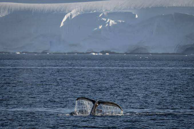 Les scientifiques exhortent les consommateurs à cesser d'acheter des produits fabriqués à partir de krill antarctique