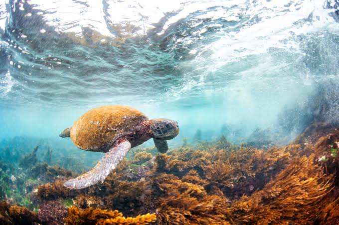 Les populations de faune sauvage ont chuté à l'échelle mondiale, mais certaines vont à contre-courant