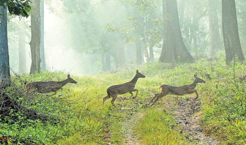 Wayanad Hills Lose Coolness Amid Rising Temperatures