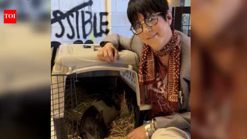 El Cerdo Wilbur Gana Subasta en Hollywood y Encuentra Refugio