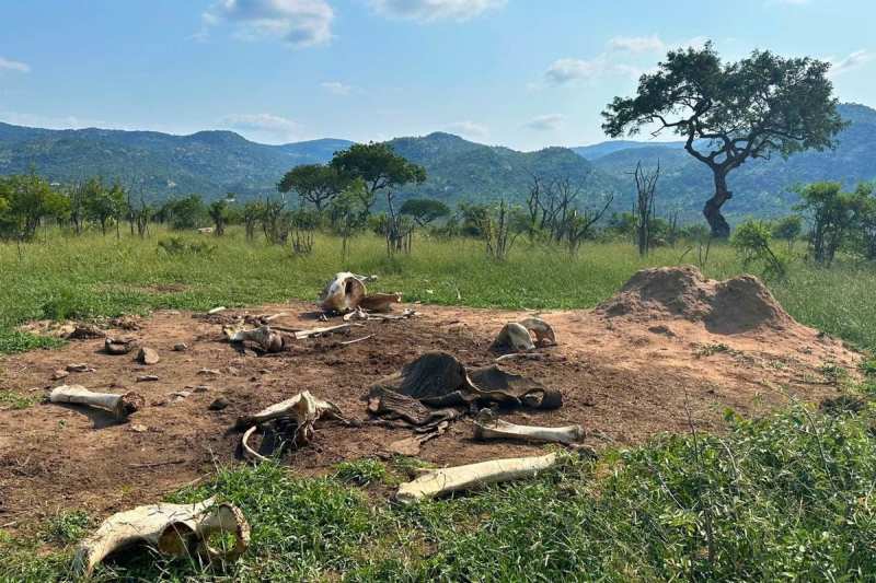 Muerte de Elefante Moldea Ecosistema de Kruger Durante Años