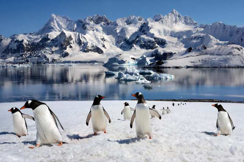Penguin Poop Accelerates Antarctic Greening