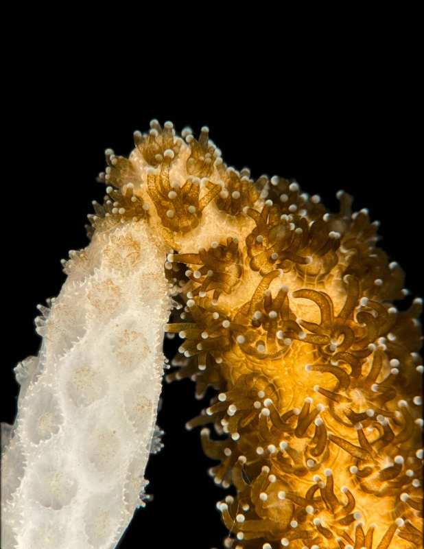 Stanford Discoveries Revive Bleached Coral