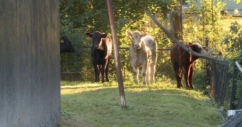 Kansas City Cattle Crash Leaves Highway Closed