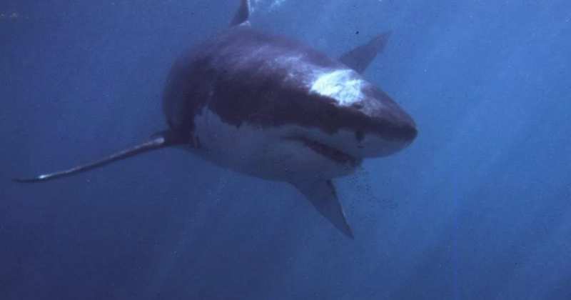 Shark Attack Claims Woman’s Life Off South African Beach