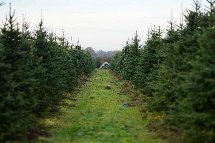 Consumers choose trees amid tariffs and holiday traditions