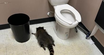 Raccoon found, defense strike defended, elections decided locally