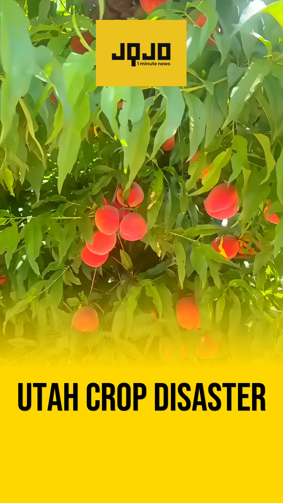 Utah growers suffer devastating peach crop failure